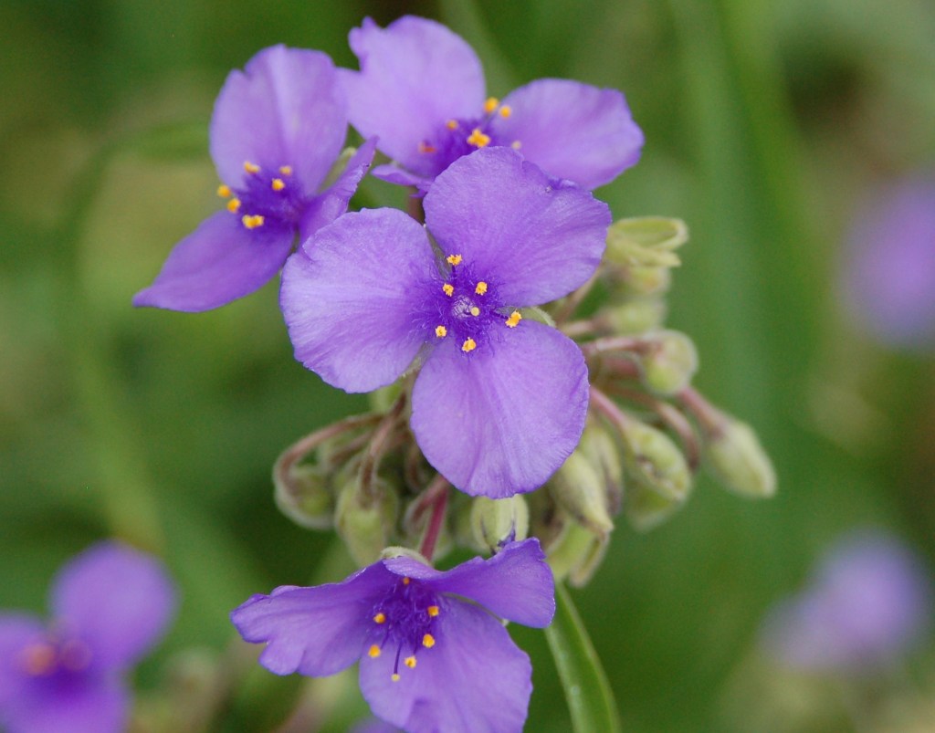 spiderwort
