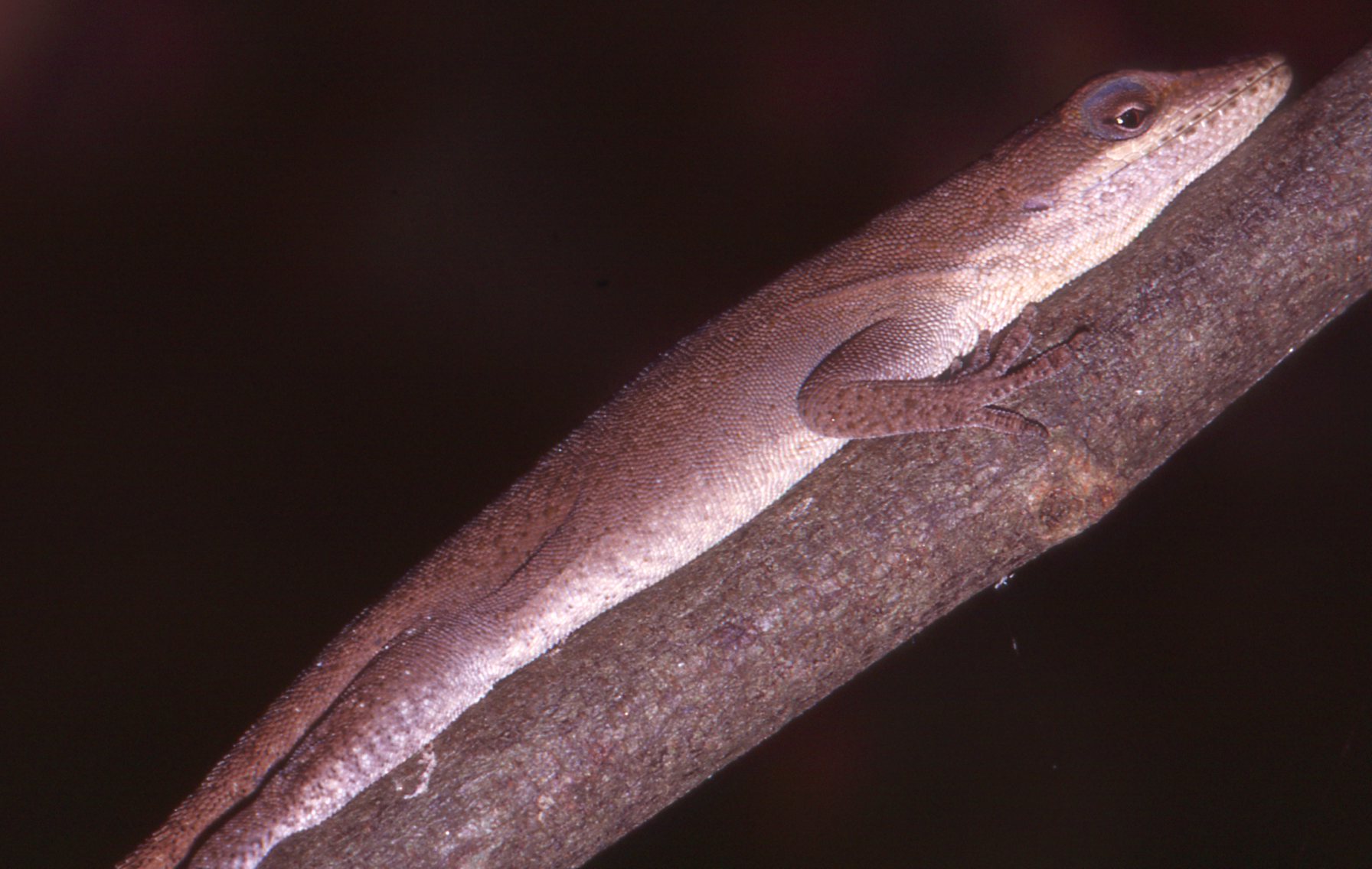 Anole5
