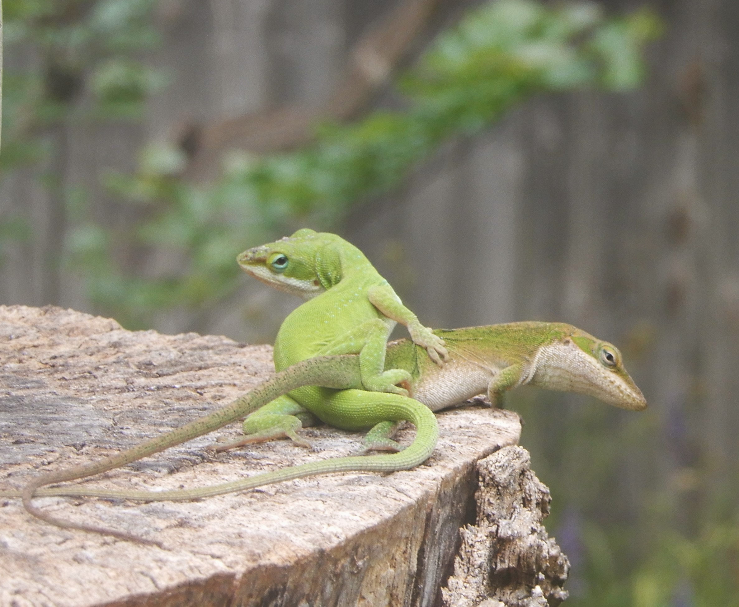 Anoles2April2020