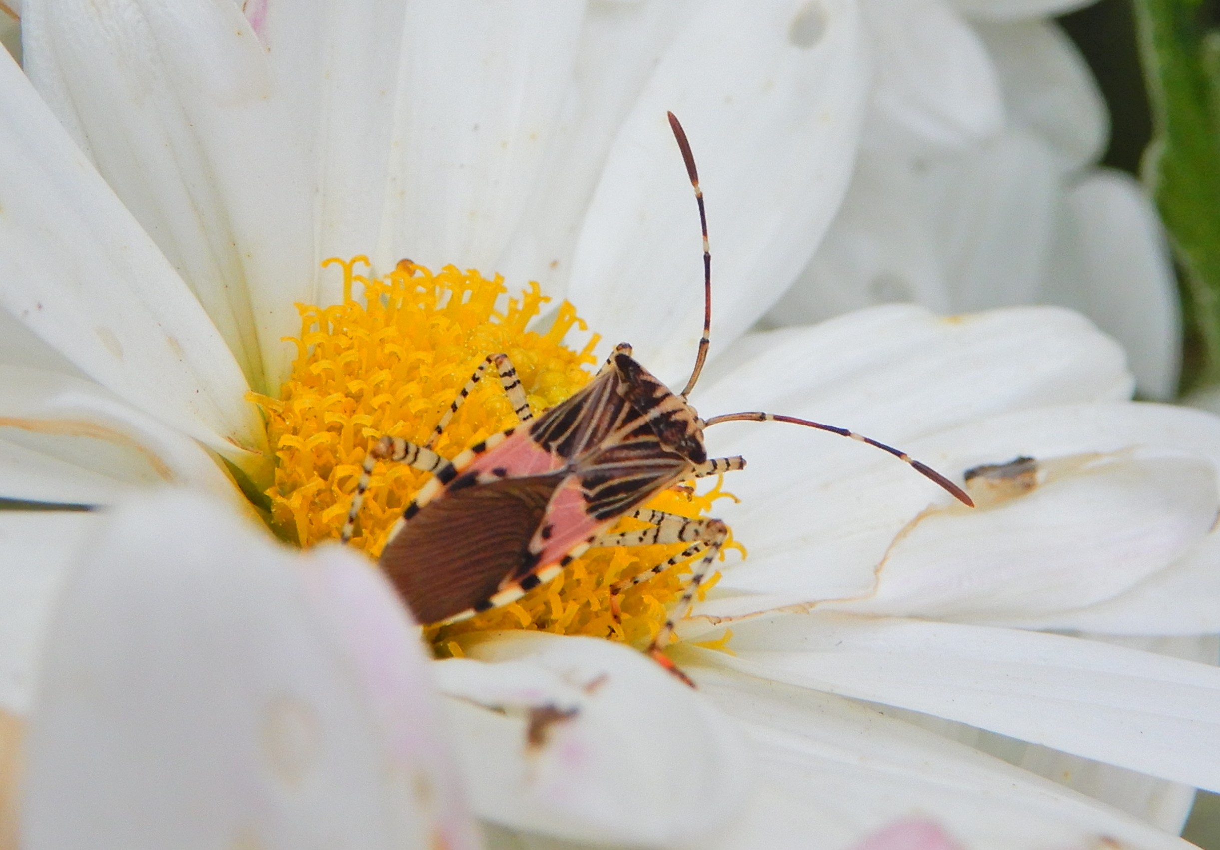 Small Blessings – Natural Musings